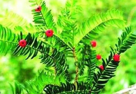 家里養(yǎng)紅豆杉風水好嗎，起到延年益壽、幸福健康