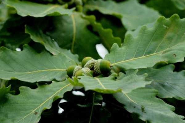 蒙古櫟果實(shí)可以吃嗎