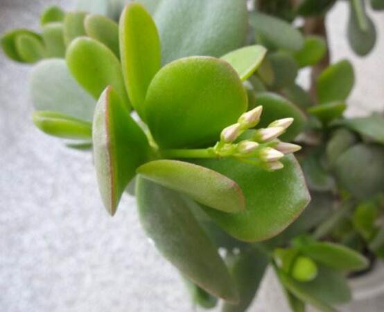 燕子掌的養(yǎng)殖方法和注意事項，老農(nóng)總結(jié)最實用八大養(yǎng)殖技巧