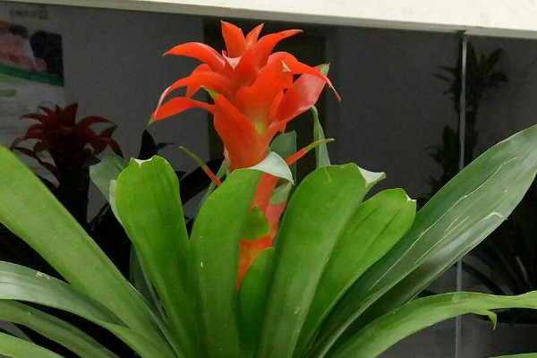 鴻運當(dāng)頭用雨水澆行嗎