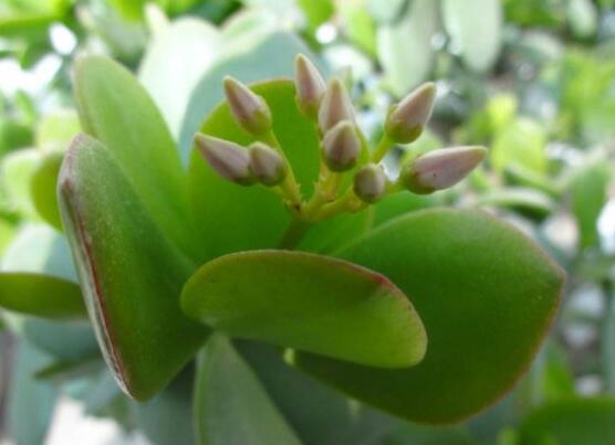 燕子掌不開(kāi)花怎么辦，做好以下五點(diǎn)花開(kāi)爆盆