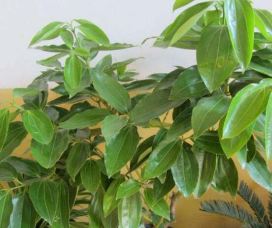 平安樹葉子發(fā)黑是怎么回事，三種原因以及解決方法