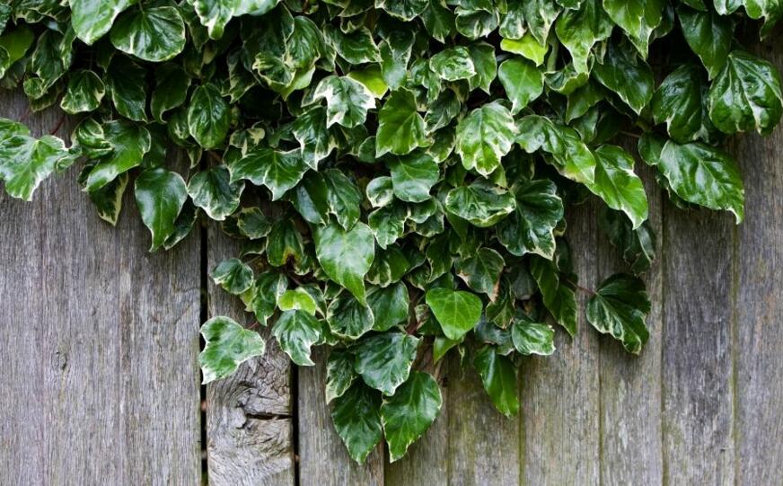 常春藤的作用，綠化環(huán)境凈化空氣