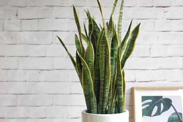 虎皮蘭長了銹斑咋辦