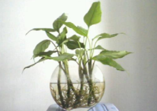 水培萬(wàn)年青的養(yǎng)殖方法和注意事項(xiàng)，學(xué)會(huì)以下三個(gè)步驟即可