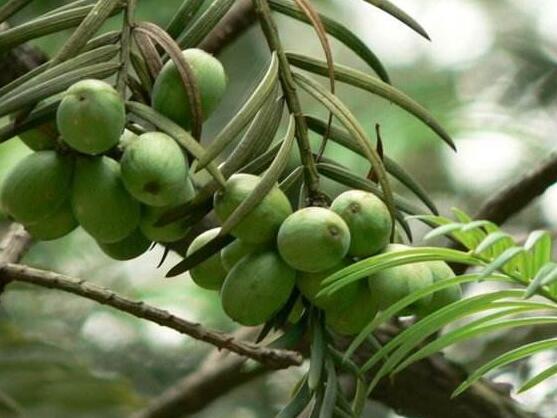 紅豆杉怎么繁殖，紅豆杉繁殖方法
