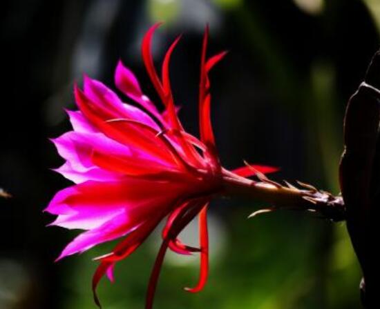 曇花的病蟲害及其防治，詳解四種病蟲害防治大全