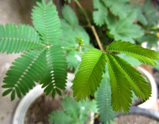 種含羞草會掉頭發(fā)嗎，會掉/家有孕婦和小孩忌養(yǎng)殖