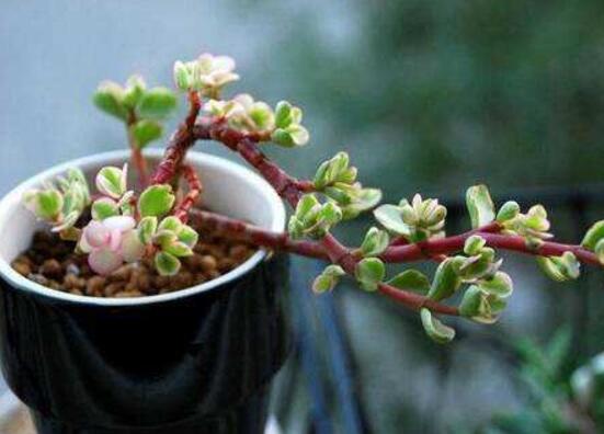 雅樂之舞的養(yǎng)殖方法和注意事項，老農(nóng)總結(jié)最實用八大養(yǎng)殖方法