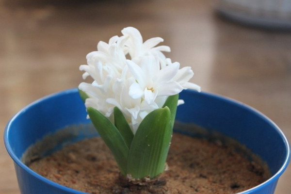 風(fēng)信子的繁殖方法