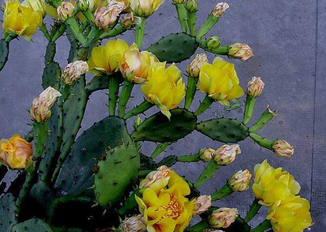 仙人掌幾年開次花，養(yǎng)護恰當?shù)脑捒梢悦磕觊_花