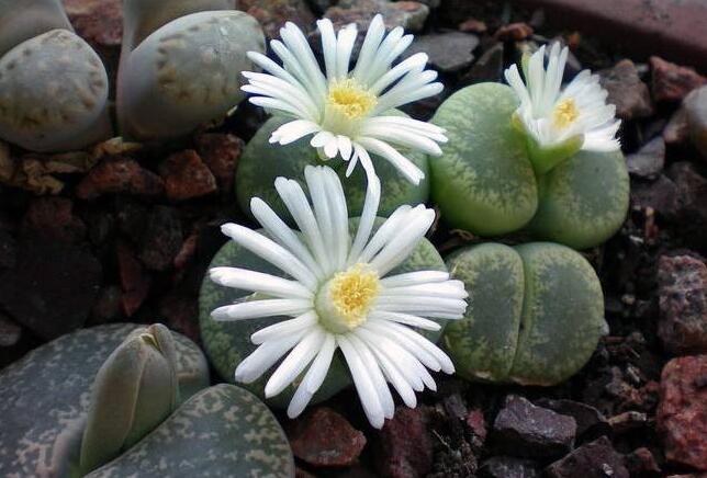 生石花花語(yǔ)是什么，不要送錯(cuò)/代表著堅(jiān)強(qiáng)的性格