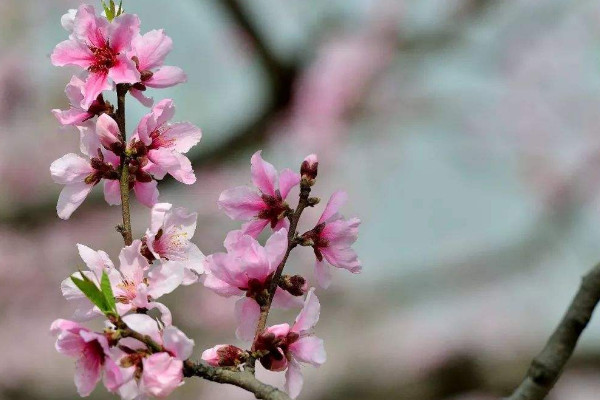 桃樹開花時(shí)能澆水嗎