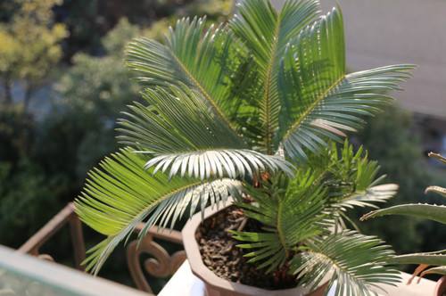 鐵樹怎樣整形修剪，鐵樹的修剪方法介紹