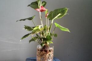 萬年青可以水養(yǎng)嗎，水培萬年青的養(yǎng)殖方法和注意事項