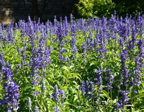 薰衣草與鼠尾草的區(qū)別，教你四種方法可變成火眼金睛