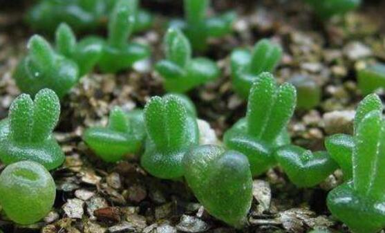 碧光環(huán)種植方法，擇健康種子、保水保肥土壤/淺盆為主