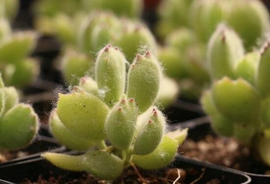 熊童子葉斑病怎么辦，及時(shí)摘除病葉、噴灑藥物治療