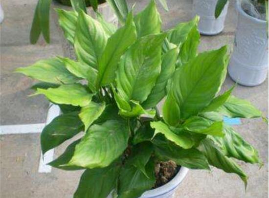 萬年青根發(fā)爛什么原因，萬年青爛根怎么辦