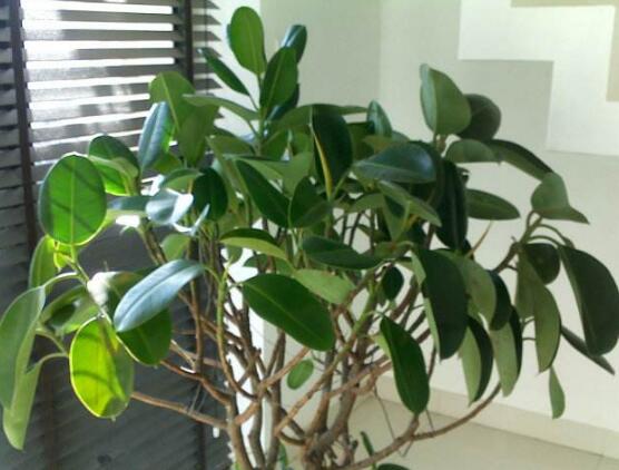 橡皮樹的擺放位置，教你四個(gè)擺放好地方(客廳/大廳/書房/辦公室)