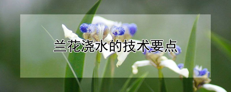 蘭花澆水的技術(shù)要點(diǎn)