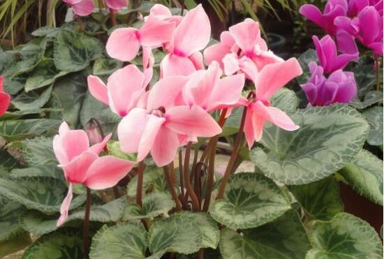 仙客來(lái)葉子蔫了怎么辦，主要由最直觀三種原因?qū)е? data-Buyv=