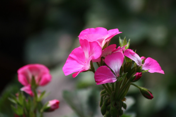 石臘紅怎么養(yǎng)，不可接受強(qiáng)度過高的光照滋養(yǎng)