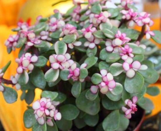 雅樂(lè)之舞怎么養(yǎng)出粉色，盆土合理/肥水結(jié)合/光照溫度適當(dāng)