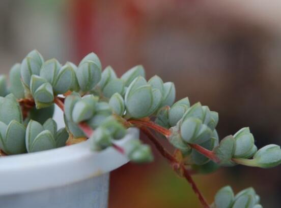 碧玉蓮葉子發(fā)黃變軟怎么辦，教你四種原因以及解決辦法