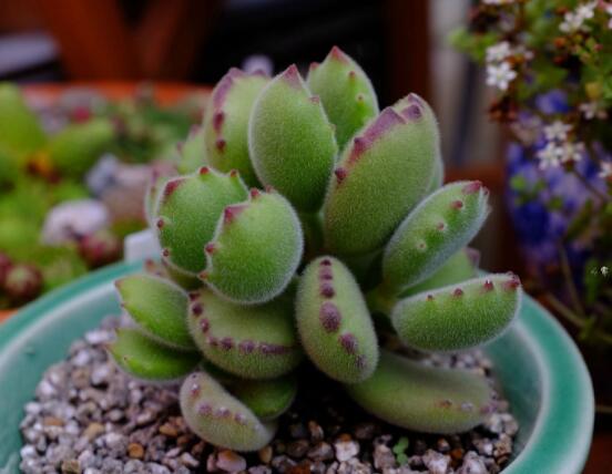 熊童子開花要施肥嗎，施以磷鉀肥為主/35度以上停止施肥