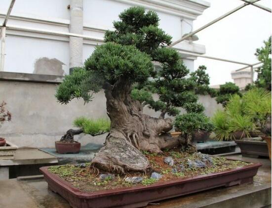 羅漢松能種大門兩邊嗎，可以/趨吉避兇、辟邪化煞