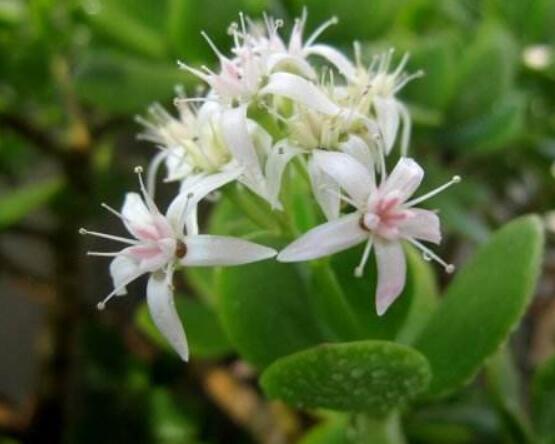 玉樹可以放在室內(nèi)嗎，小心碰觸導(dǎo)致瘙癢、腫痛(有毒)