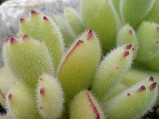 熊童子怎么度夏，做好遮陰通風(fēng)、保持微濕潤環(huán)境