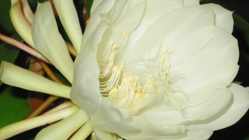 曇花不開(kāi)花怎么辦