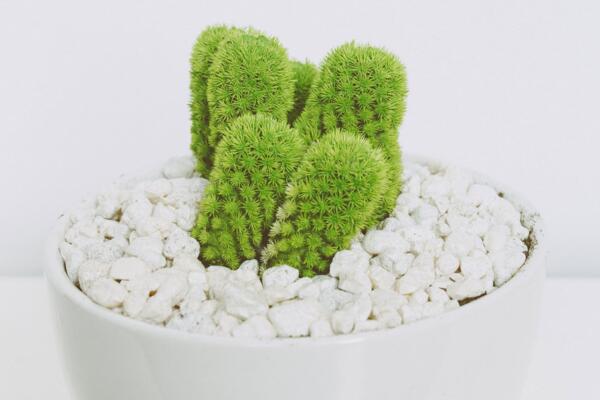 仙人掌枯萎了該怎樣救護，立即換盆并加強管理