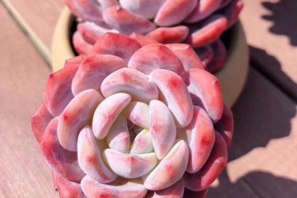 雪天使和橙夢(mèng)露的對(duì)比