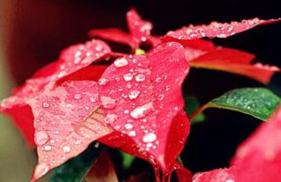 一品紅冬季怎么養(yǎng)，做好五個要點便可安然過冬