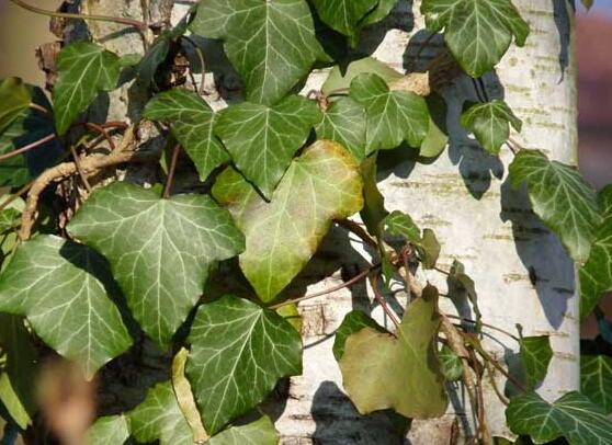 常春藤如何扦插，插蕙盆土剪刀花盆消毒液缺一不可