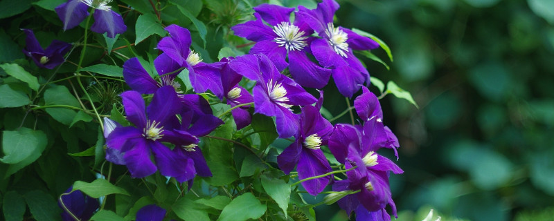 紫羅蘭為什么會(huì)變綠