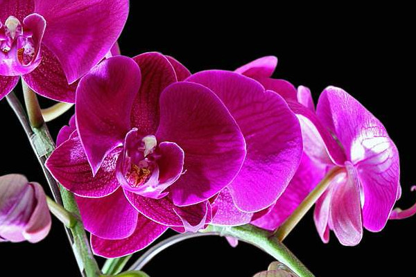 蝴蝶蘭葉子發(fā)黃是什么原因