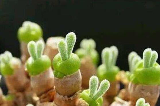 碧光環(huán)怎么播種，做好五個(gè)步驟三天快速發(fā)芽