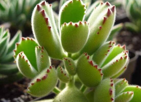 熊童子長(zhǎng)黑斑了怎么辦，教你兩種最常見解決辦法(蟲害與病害)