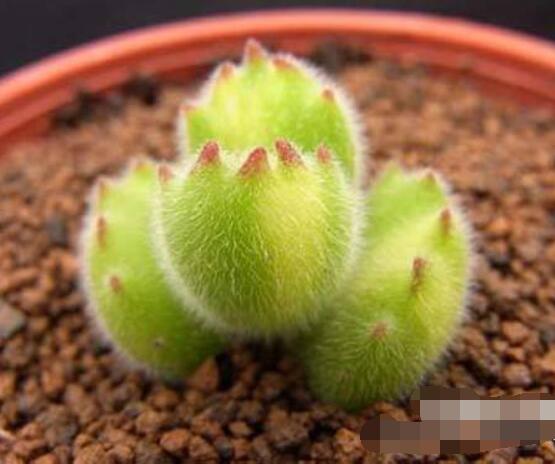 熊童子葉斑病怎么辦，及時(shí)摘除病葉、噴灑藥物治療