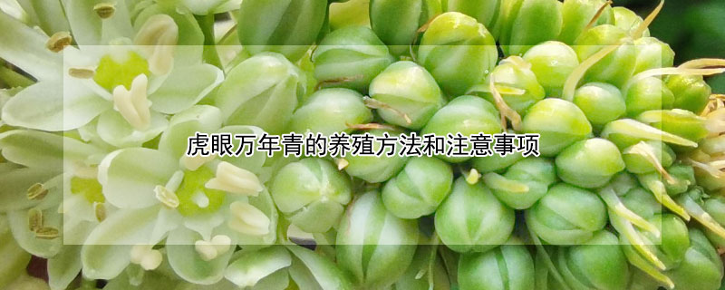 虎眼萬年青的養(yǎng)殖方法和注意事項