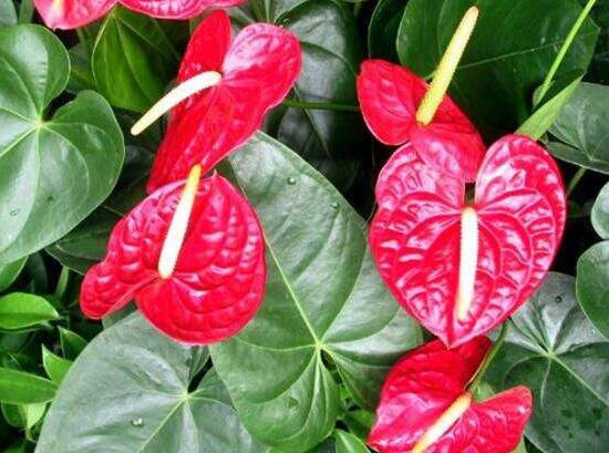 紅掌怎么養(yǎng)才能開(kāi)花，只需要做好六點(diǎn)花開(kāi)茂盛