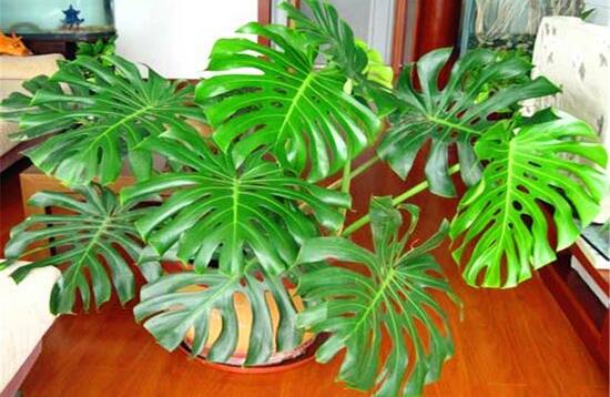 龜背竹晚上放臥室嗎，可以/凈化空氣、添福加壽、有利健康