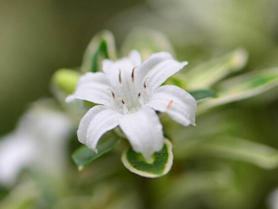 六月雪哪個(gè)品種最貴，屬金邊六月雪當(dāng)之無愧
