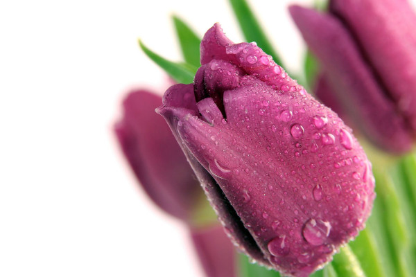 露天郁金香什么時(shí)候種植