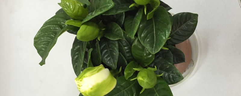 梔子花用什么盆養(yǎng)好