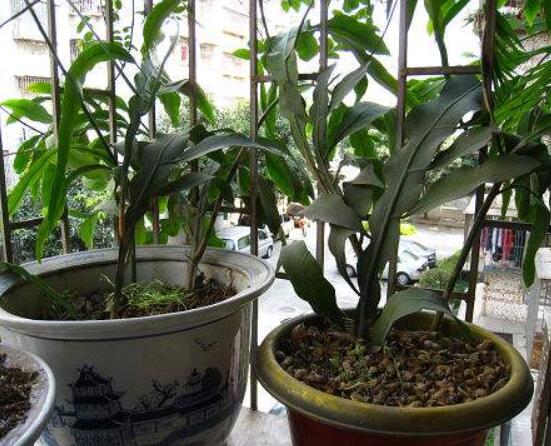 曇花扦插方法圖解，擇兩年生20-30厘米插蕙、扦插土壤深度1/3